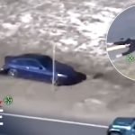 Car chase ending with police capture scene.