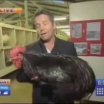 Man holding large black rooster in studio