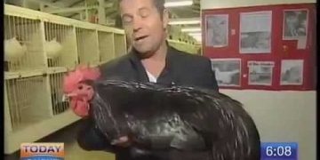 Man holding large black rooster in studio