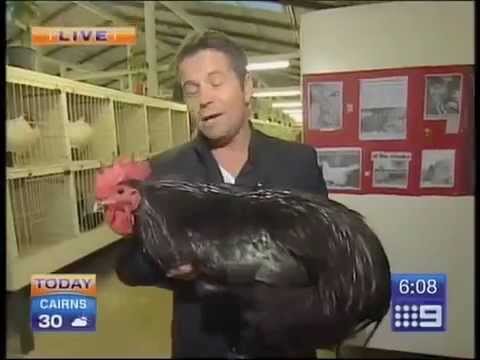 Man holding large black rooster in studio