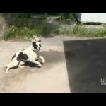 Running black and white dog on pavement