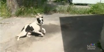 Running black and white dog on pavement