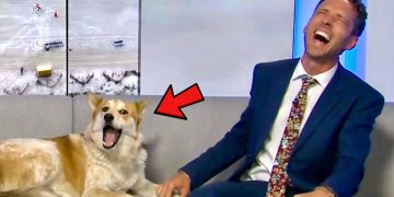 Dog and man laughing on a sofa