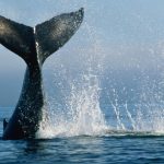 Whale tail splashing in ocean waves.