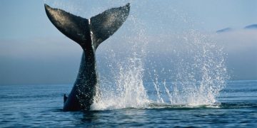 Whale tail splashing in ocean waves.