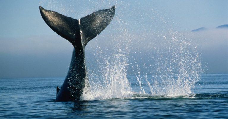 Whale tail splashing in ocean waves.