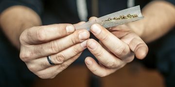 Person rolling a cannabis joint with paper