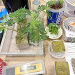 Indoor plants with growing supplies on table.