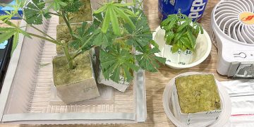 Indoor plants with growing supplies on table.