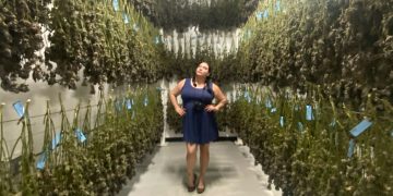 Woman in cannabis drying room, inspecting plants.