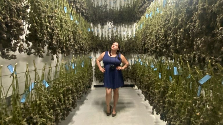 Woman in cannabis drying room, inspecting plants.