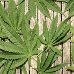 Green cannabis leaves on wooden background