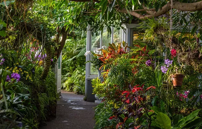 Lush botanical garden pathway with diverse plants.