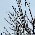 Icy branches against a clear sky background.