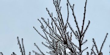 Icy branches against a clear sky background.