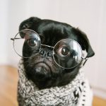 Pug wearing glasses and knitted sweater