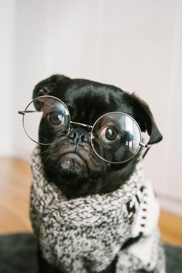 Pug wearing glasses and knitted sweater