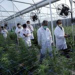 Scientists inspecting cannabis plants in greenhouse.