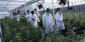 Scientists inspecting cannabis plants in greenhouse.