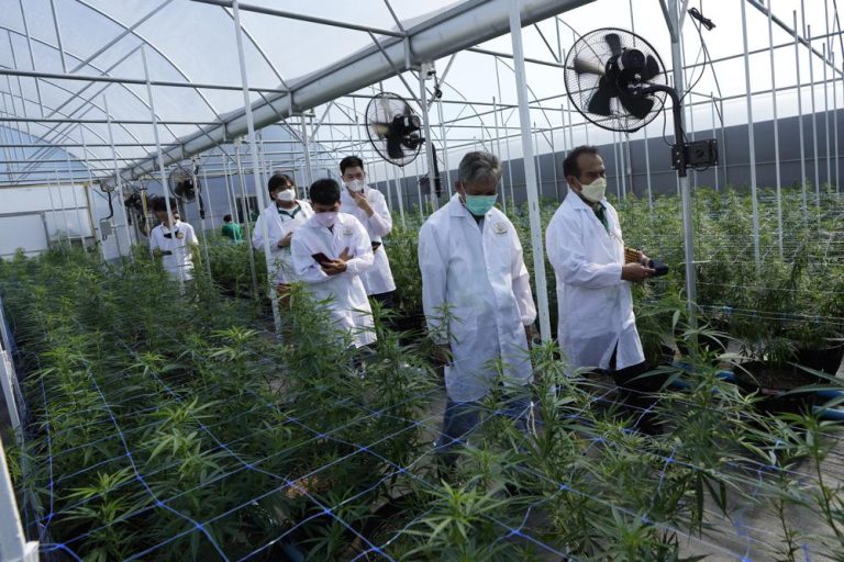 Scientists inspecting cannabis plants in greenhouse.