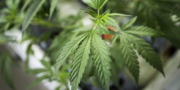 Close-up of cannabis plant leaves