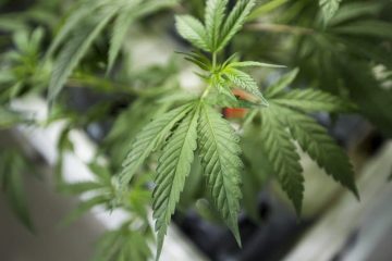 Close-up of cannabis plant leaves