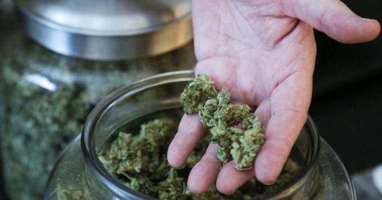 Hand holding cannabis buds over jar