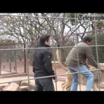 Man interacting with lion in fenced enclosure