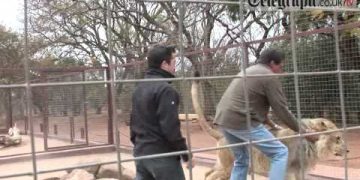 Man interacting with lion in fenced enclosure