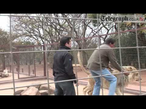 Man interacting with lion in fenced enclosure