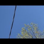 Clear sky with airplane, wires, and tree branches.