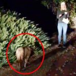 Mountain lion near bush at night sighting