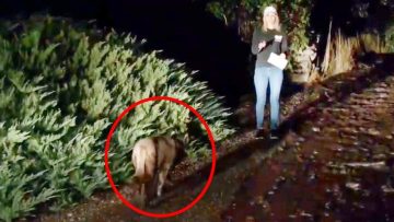 Mountain lion near bush at night sighting