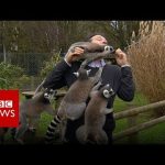 Playful lemurs climbing on a person at zoo.