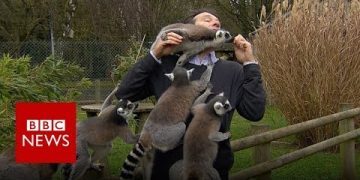 Playful lemurs climbing on a person at zoo.