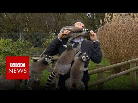 Playful lemurs climbing on a person at zoo.