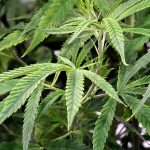 Close-up of green cannabis plant leaves.