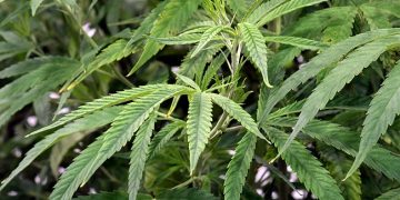 Close-up of green cannabis plant leaves.