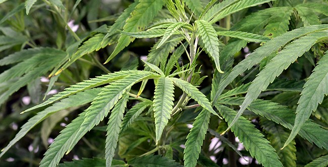 Close-up of green cannabis plant leaves.