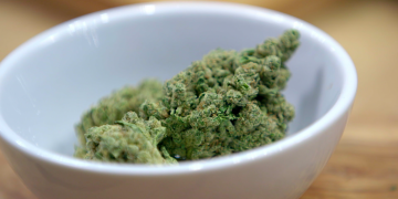 Cannabis buds in a white bowl