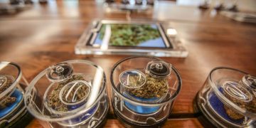 Cannabis samples displayed with magnifying lenses.