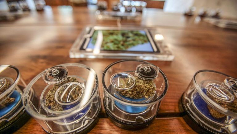 Cannabis samples displayed with magnifying lenses.