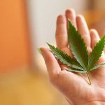 Person holding a cannabis leaf on palm