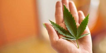 Person holding a cannabis leaf on palm