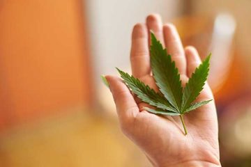 Person holding a cannabis leaf on palm