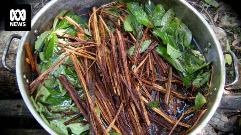 Brew of plants in metal pot