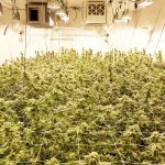 Indoor cannabis cultivation with artificial lighting.