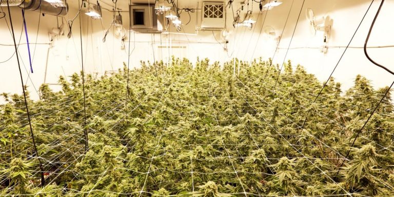 Indoor cannabis cultivation with artificial lighting.