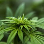 Close-up of vibrant green cannabis leaves