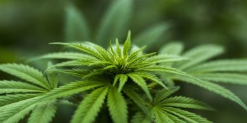 Close-up of vibrant green cannabis leaves